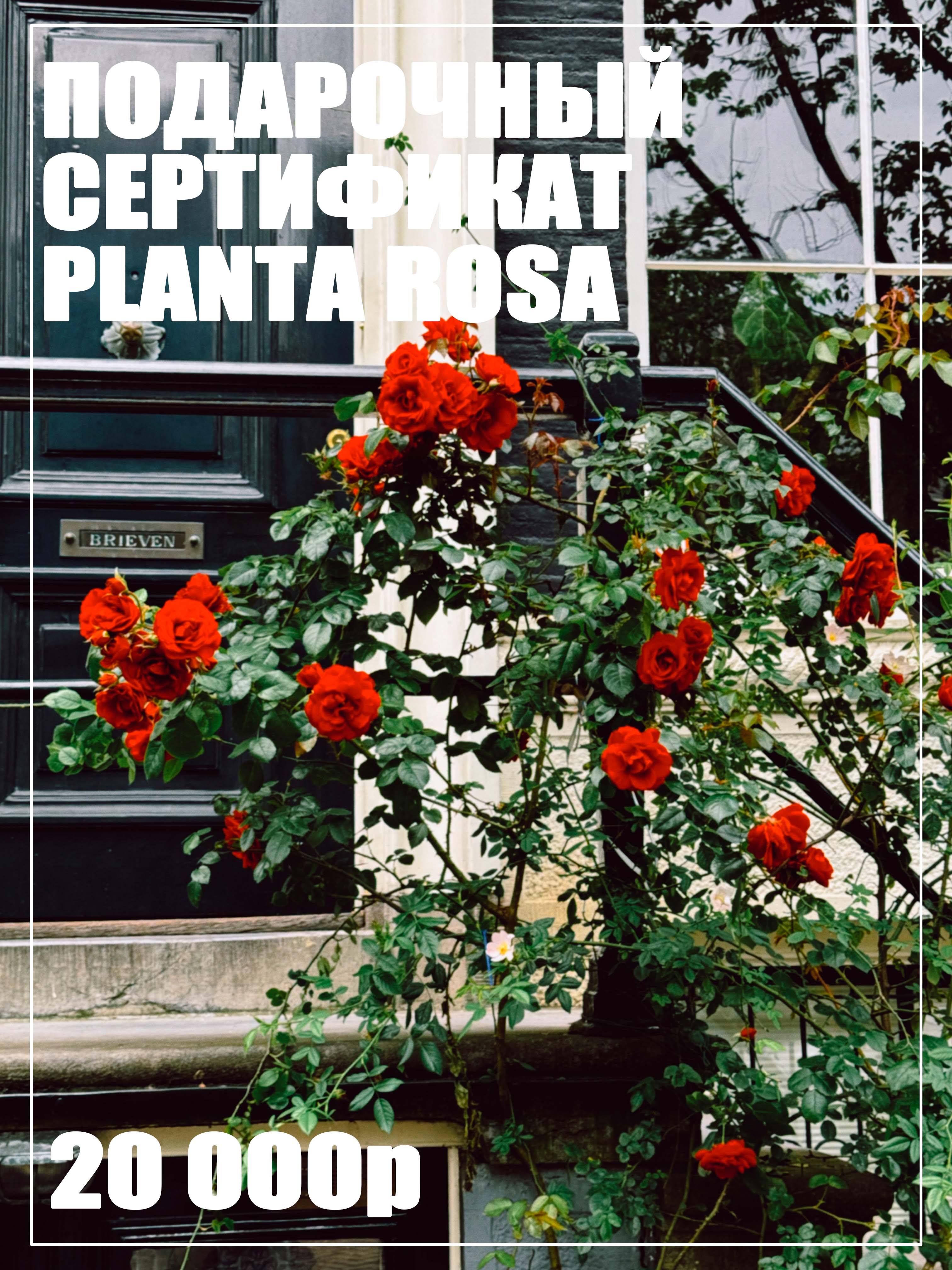 PLANTA GIFT (20000)